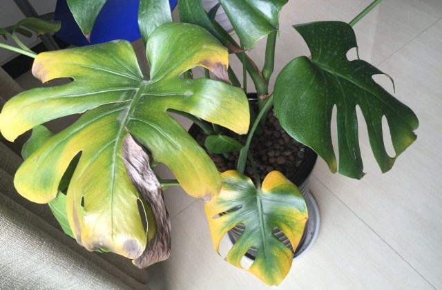 龟背竹根部发霉腐烂怎么办,有哪些处置方法?