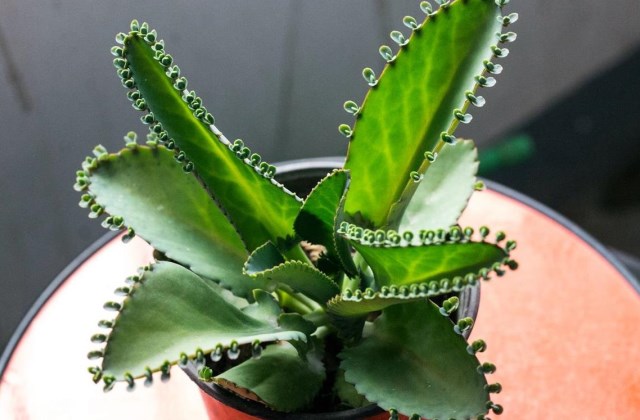 落地生根属于什么科花卉,是bet365365体育
吗?