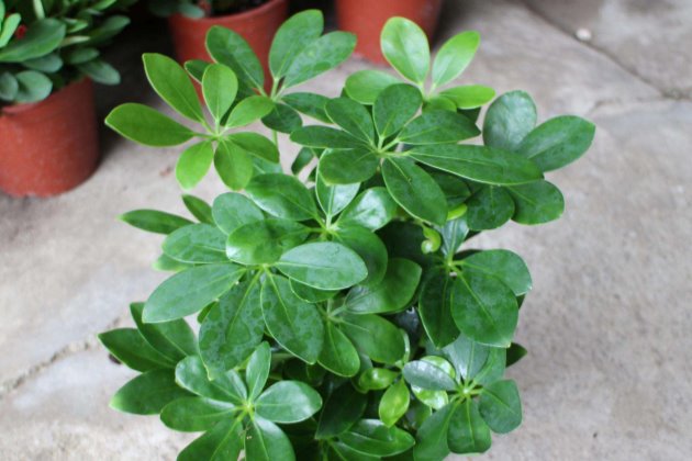 哪些植物能净化空气,吸收二手烟的味道?