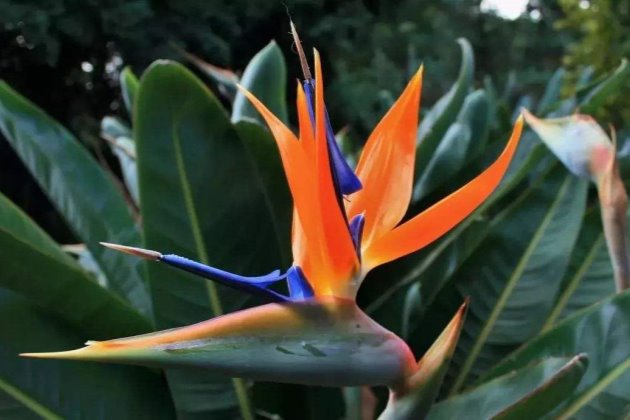 植物能吸收吸收甲醛吗,绿植对甲醛有用吗?