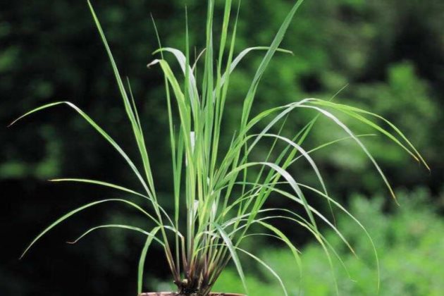 卫生间怎样摆放花,让异味瞬间消失?教你一招!