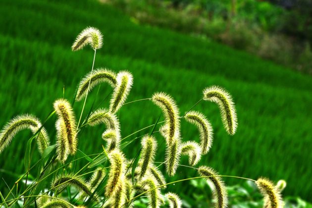 童年回忆:这8种植物曾带给我们无尽乐趣!