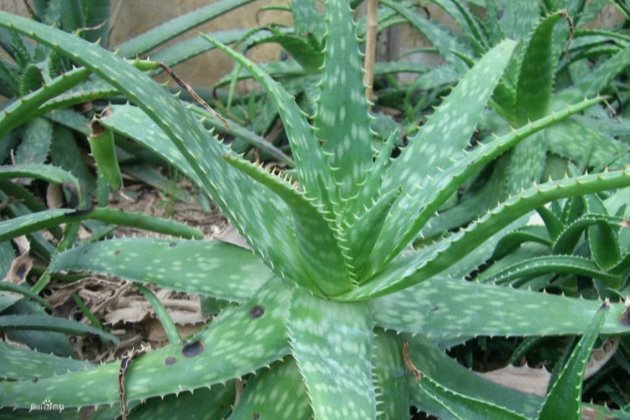 芦荟能直接涂抹在脸上吗，有祛痘效果吗？