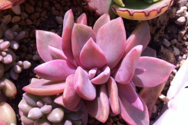 夏季不休眠，还喜欢高温的植物有哪些？