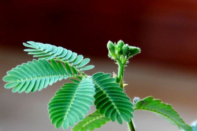 从生物角度解析:含羞草为何会害羞?