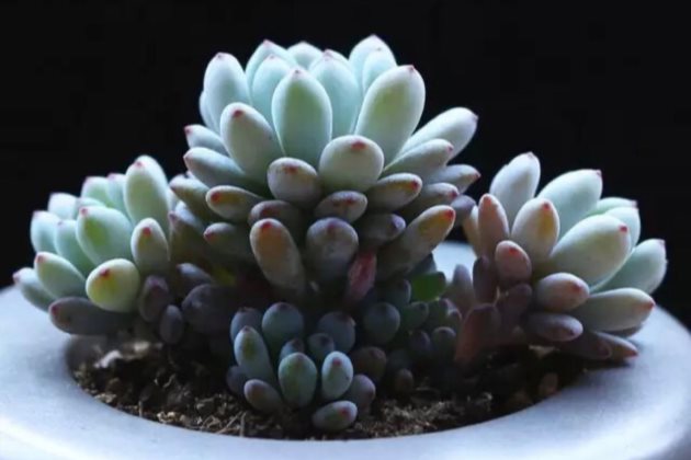 不只是漂亮,这些香味bet365365体育
还能净化空气