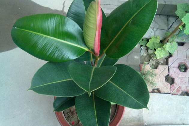 为什么橡皮树会长歪,橡皮树长歪了怎么办?