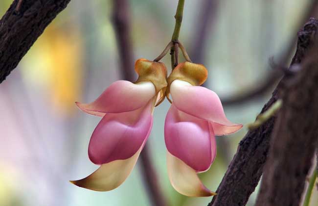 禾雀花的传说故事有哪些，花语寓意着什么？