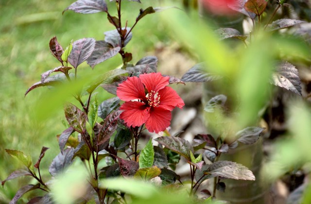 扶桑花花苞开裂掉落是怎么回事?