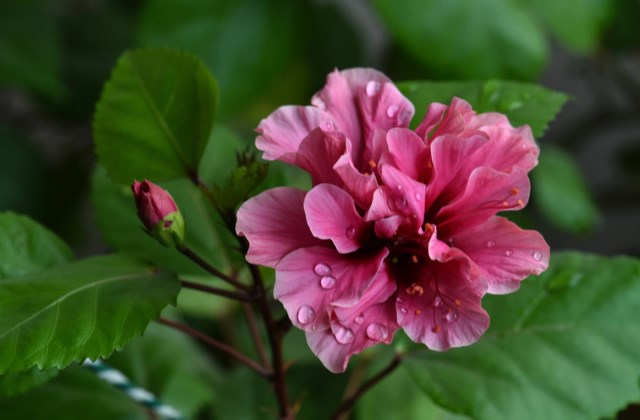 扶桑花的修剪时间是什么时候，有哪些注意事项？