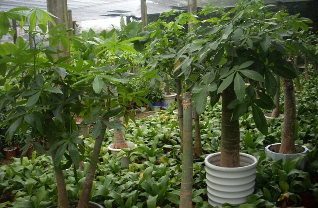 发财树叶子变黄要不要剪掉?