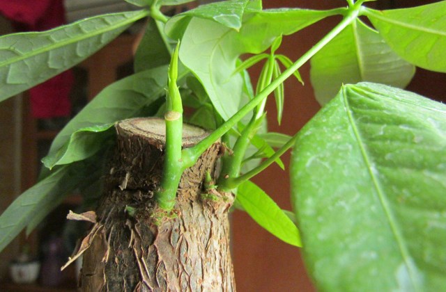 发财树叶子黄了,怎样让它重新变绿?