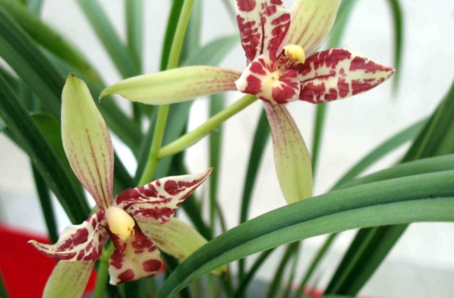 兰花如何在春季进行病虫害防治?