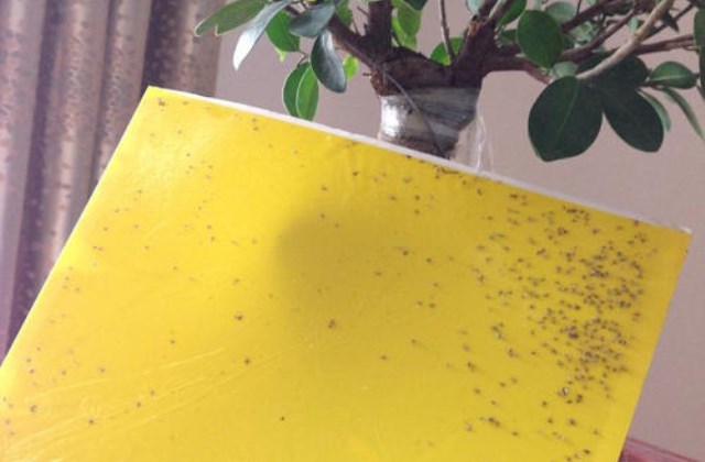 从源头扼杀！如何摆脱花盆里的小黑飞虫？