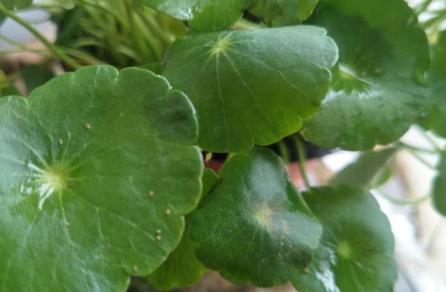 如何应对铜钱草上的蚜虫?