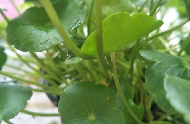 铜钱草长蚜虫要喷什么药?