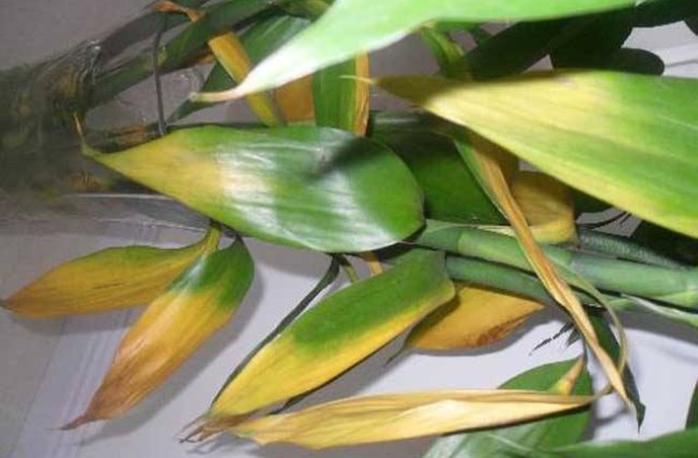 如何挽救富贵竹叶尖发黄的情况?