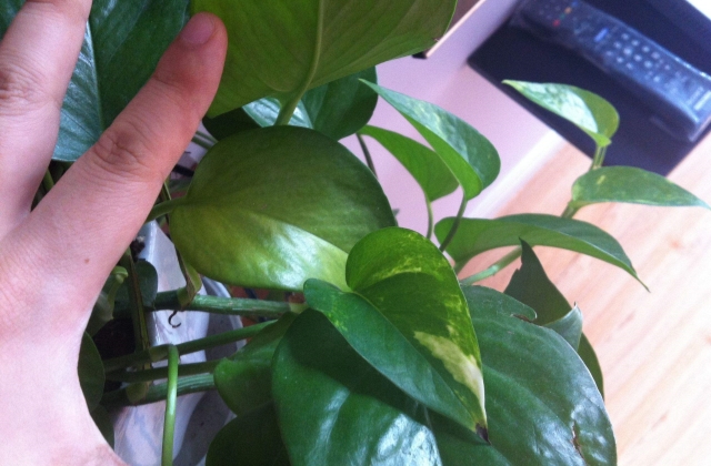 绿萝的冬季养护:如何避免植株死亡?