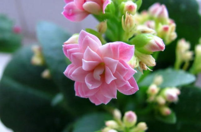 换盆后需要等多久才能将长寿花放置在阳光下?