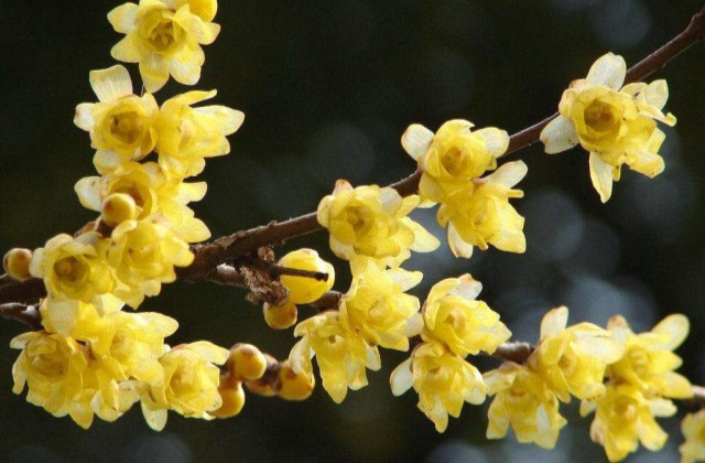 空气流通与湿度对腊梅的影响有哪些?