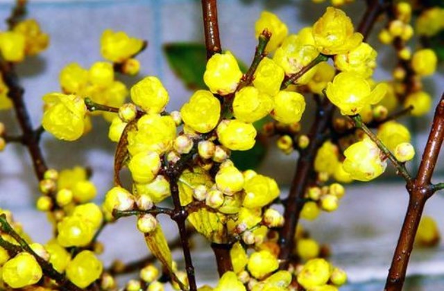 如何保存腊梅花以便稍后种植或赠送?