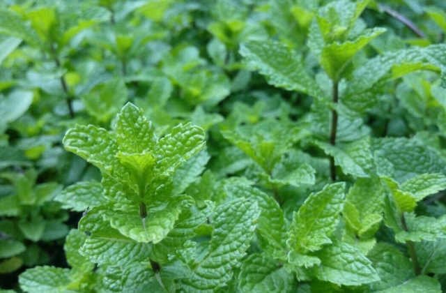 从薄荷生长到修剪:新手种草者必须知道的常识