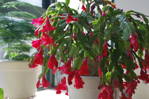 快速检查：为什么蟹爪兰叶子变黄了？