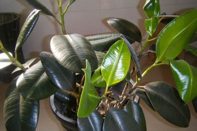 如何避免橡皮树长期掉落叶子?