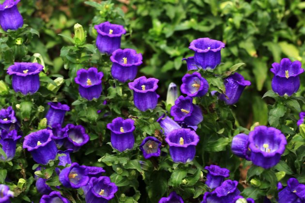 风铃草叶子发黄可能是什么原因?