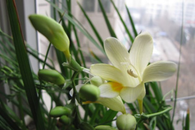 香雪兰叶子发黄之后怎么修剪?正确剪枝方法有哪些