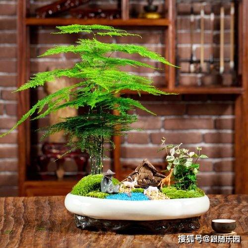 针对文竹,选择哪种种类的泥土?