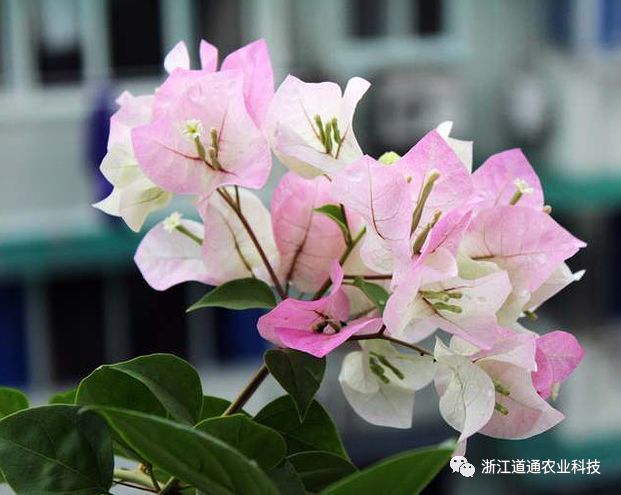 三角梅原盆土是黄泥土有关系吗?