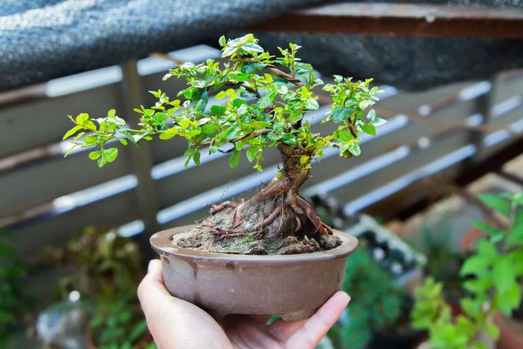 雀梅发芽了,如何识别采摘的成熟度?