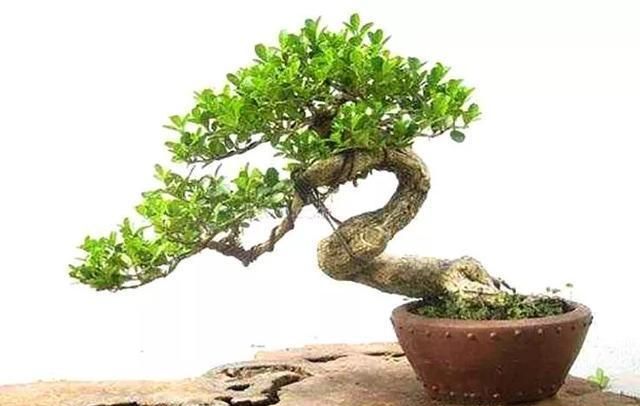 制作蟠扎盆景不可或缺的材料有哪些?