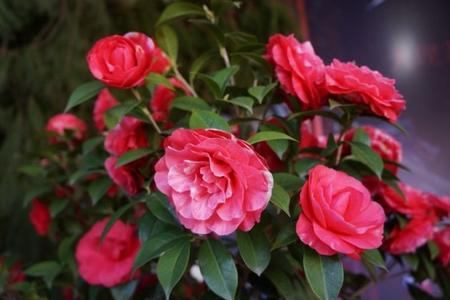 茶花怎么回事?为什么不发新芽了?