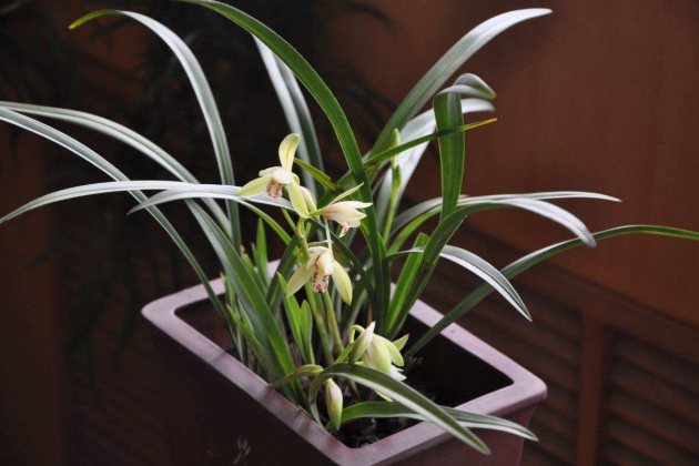 如何预防大花蕙兰的根部发生腐烂？