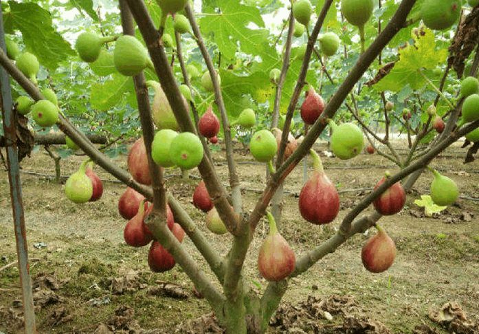 盆栽无花果，如何选择足够深的盆？