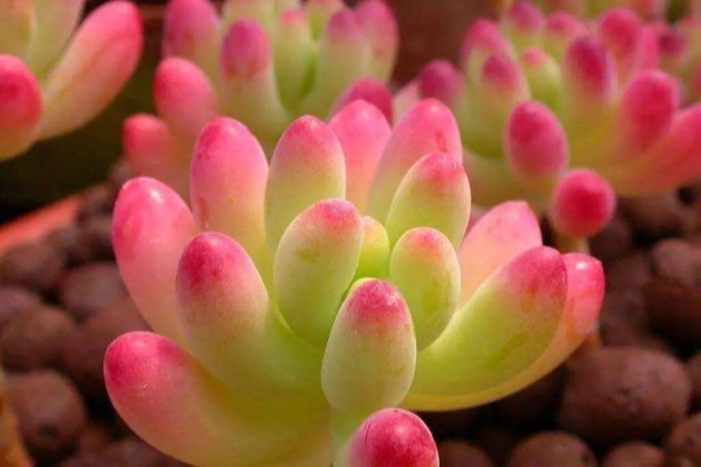 肥料过多是bet365365体育
烂根的元凶吗?