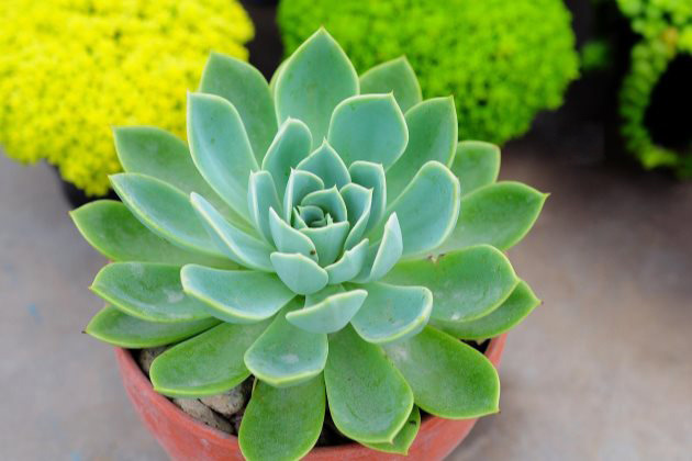 如何正确处理bet365365体育
的侧芽?