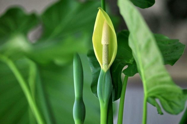 如何救治滴水观音叶子边缘发黄下垂?