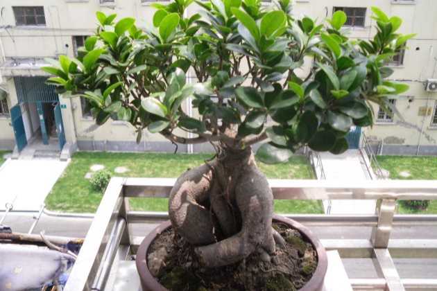 如何判断盆景榕树叶子发黄掉叶是因为缺水还是缺肥?