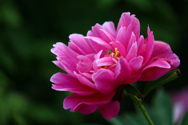 鉴别芍药花烂根的方法及处理技巧?