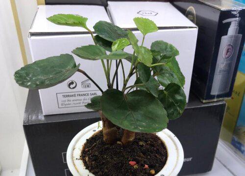 频繁的浇水会不会伤害金钱兜?