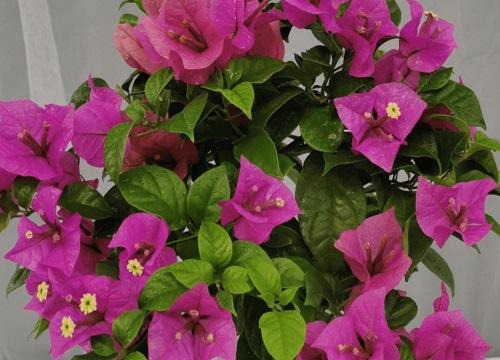 牛奶对花卉生长的影响有哪些？