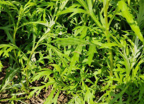 如何进行有效的芦蒿病虫害防治?