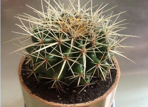 仙人球养护方法,如何选择适合它们生长的土壤和盆器?