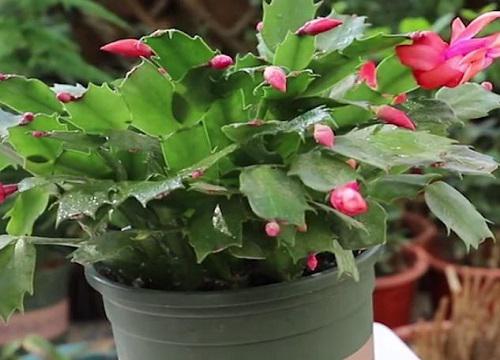 如何正确给蟹爪兰浇水?