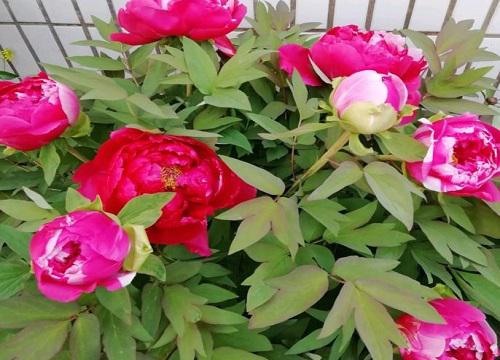 牡丹花可以种在院子里吗,种植牡丹花的诀窍是什么?