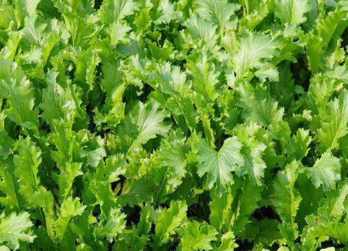 什么时间收割的雪里红口感更嫩滑?