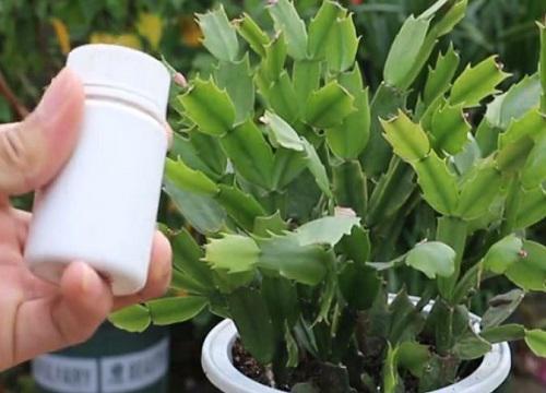 用阿司匹林浇蟹爪兰，怎么让花朵开得更美？